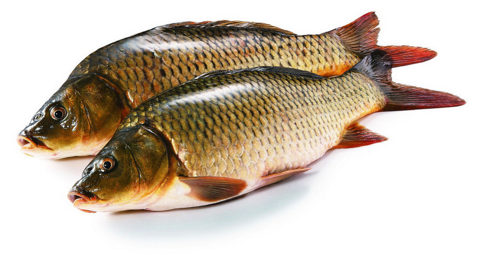 Сазан охлажденный непотрошеный, вес