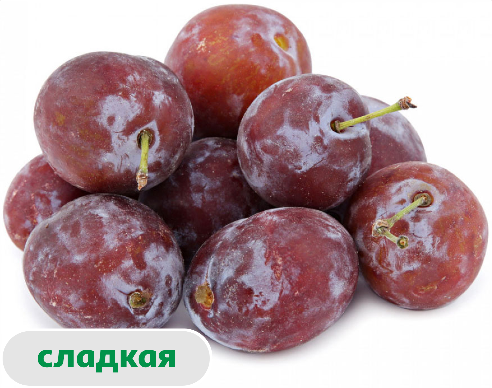 Слива синяя